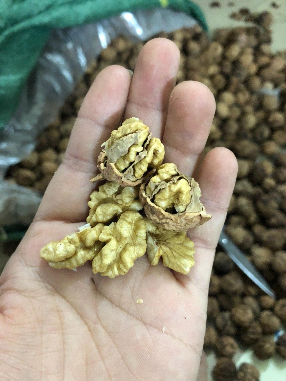 1KG QUẢ ÓC CHÓ MỸ NHIỀU DINH DƯỠNG