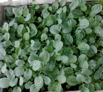Hạt giống cải rổ tặng kích mầm