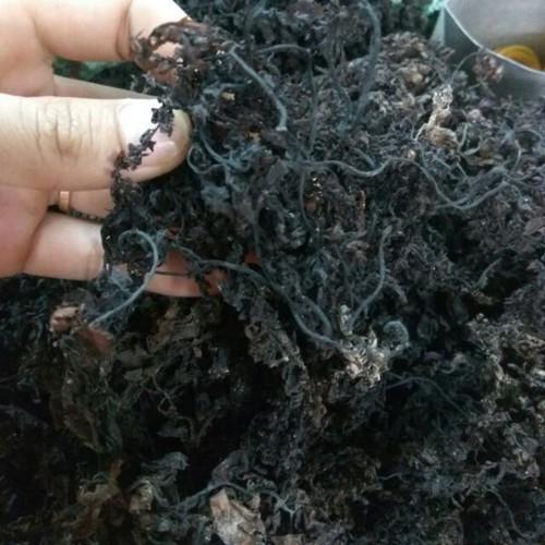 Rong mơ khô- rong biển khô- hải thảo- sâm rong biển- rong mơ 1 ký