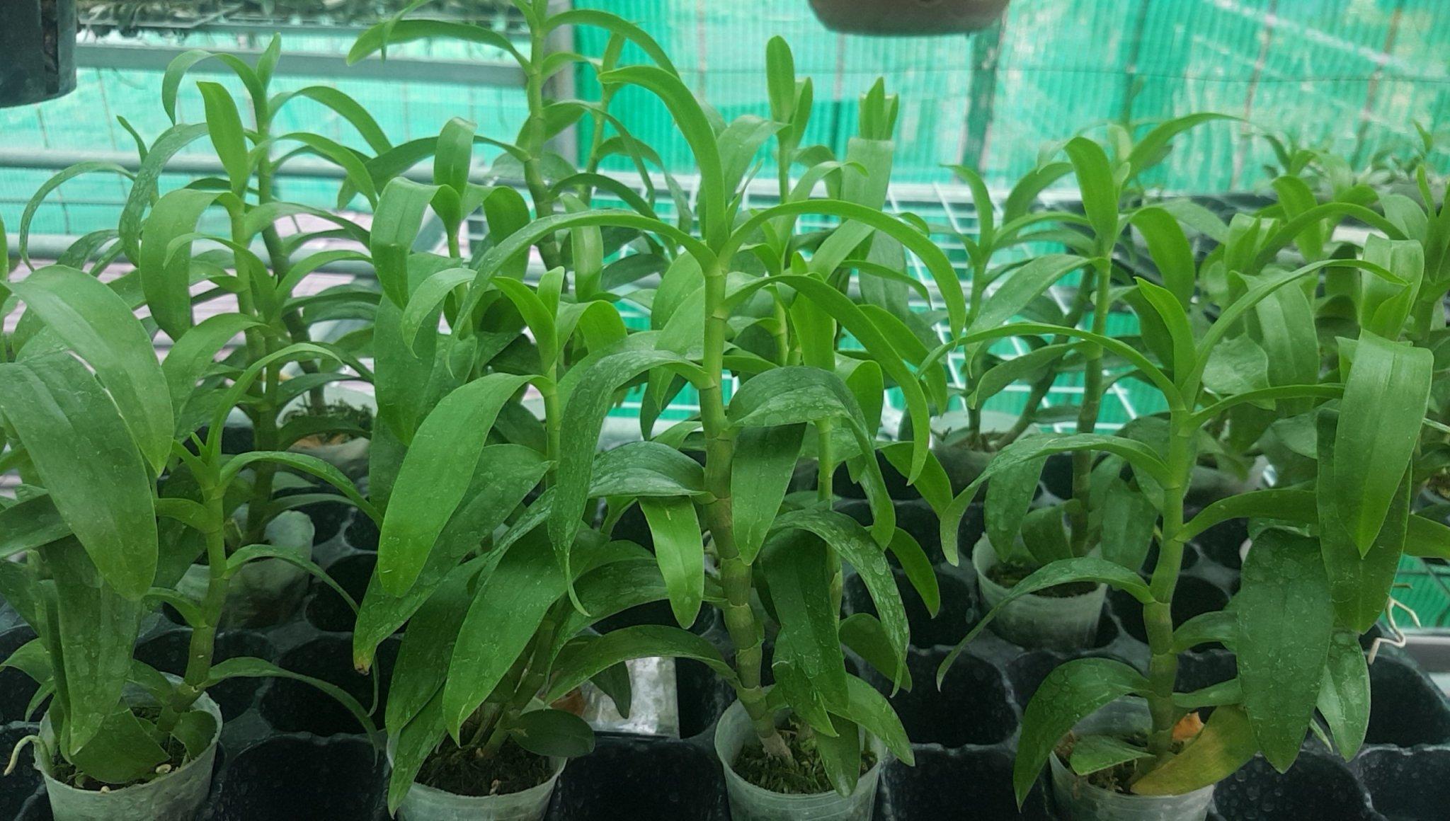 Viên nén ươm hạt sơ dừa hàng đẹp 100 viên  (Đảm bảo nở hết)