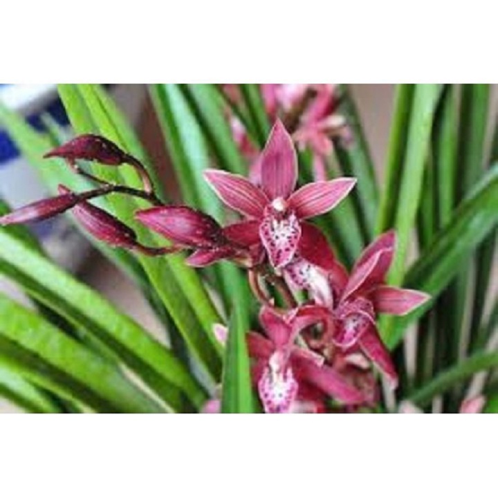 CHẬU hoa ĐỊA LAN TIỂU THƯ HÀN QUỐC