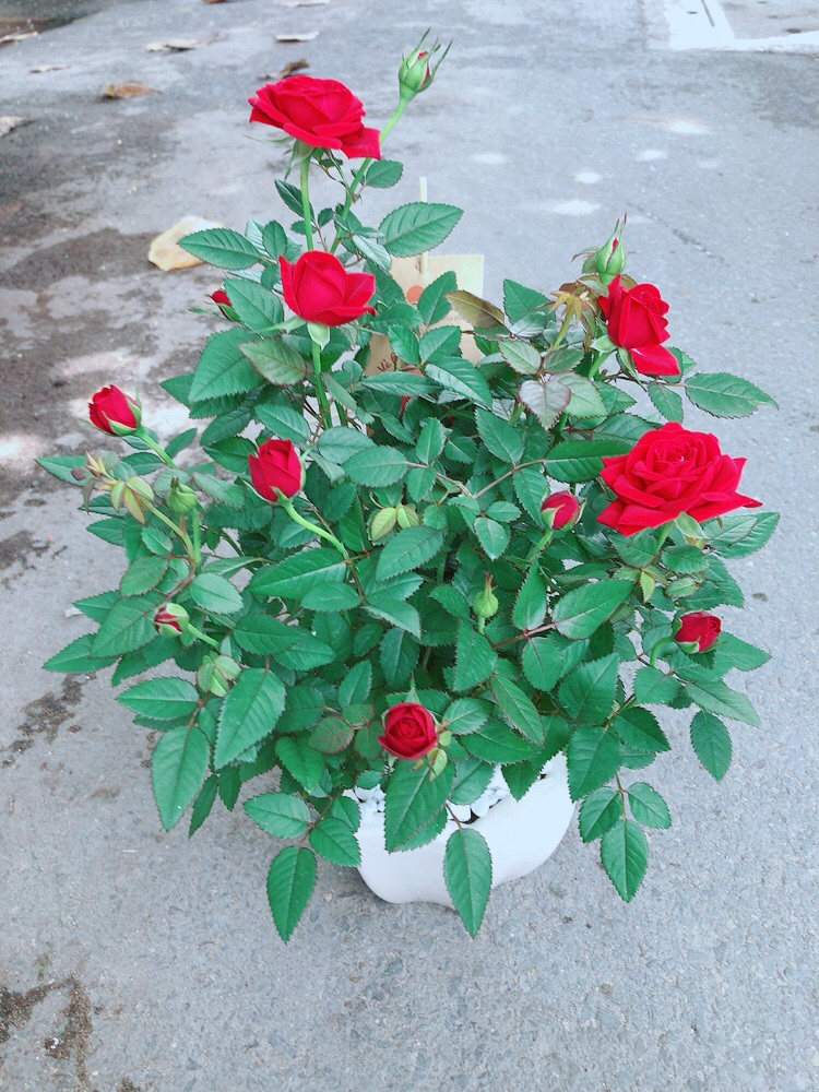 Chậu Hoa Hồng Có Sẵn Hoa