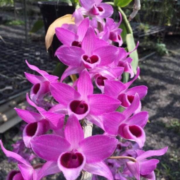 Hoa phong lan trầm rồng đỏ siêu đẹp