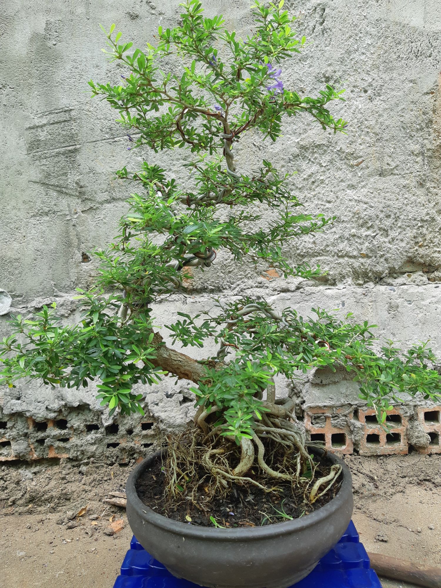 linh sam bonsai gốc quái