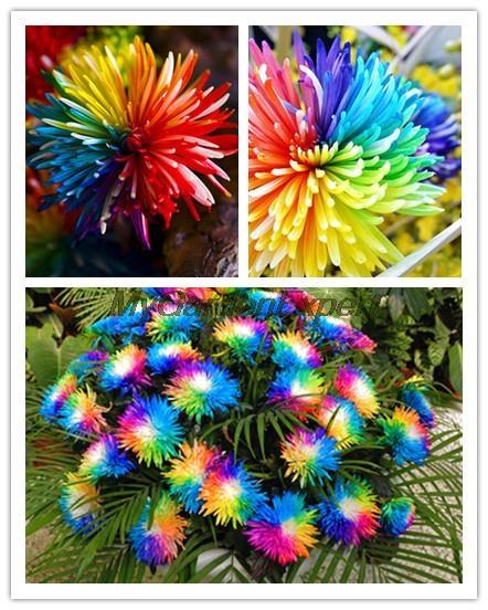 50 Hạt giống hoa Cúc cầu vồng