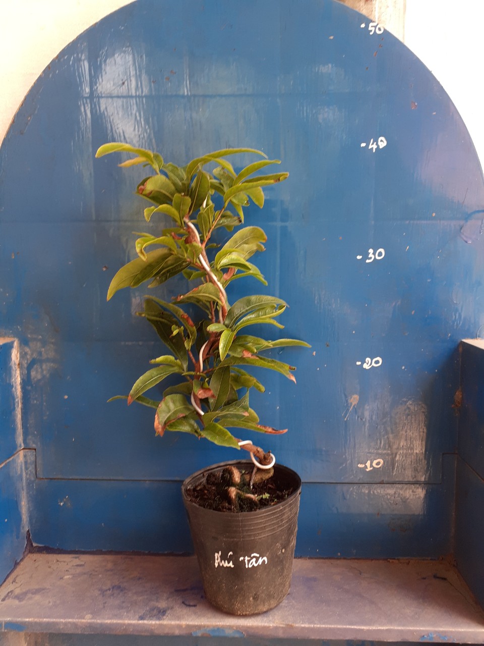 2 Cây Mai Giảo Phú Tân