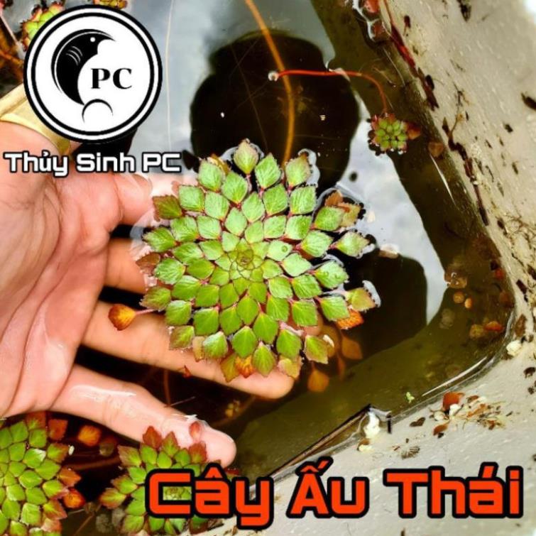 Cây Ấu Thái Thủy Sinh trang trí bể thủy sinh, cá, tép, tiểu cảnh, hòn non bộ