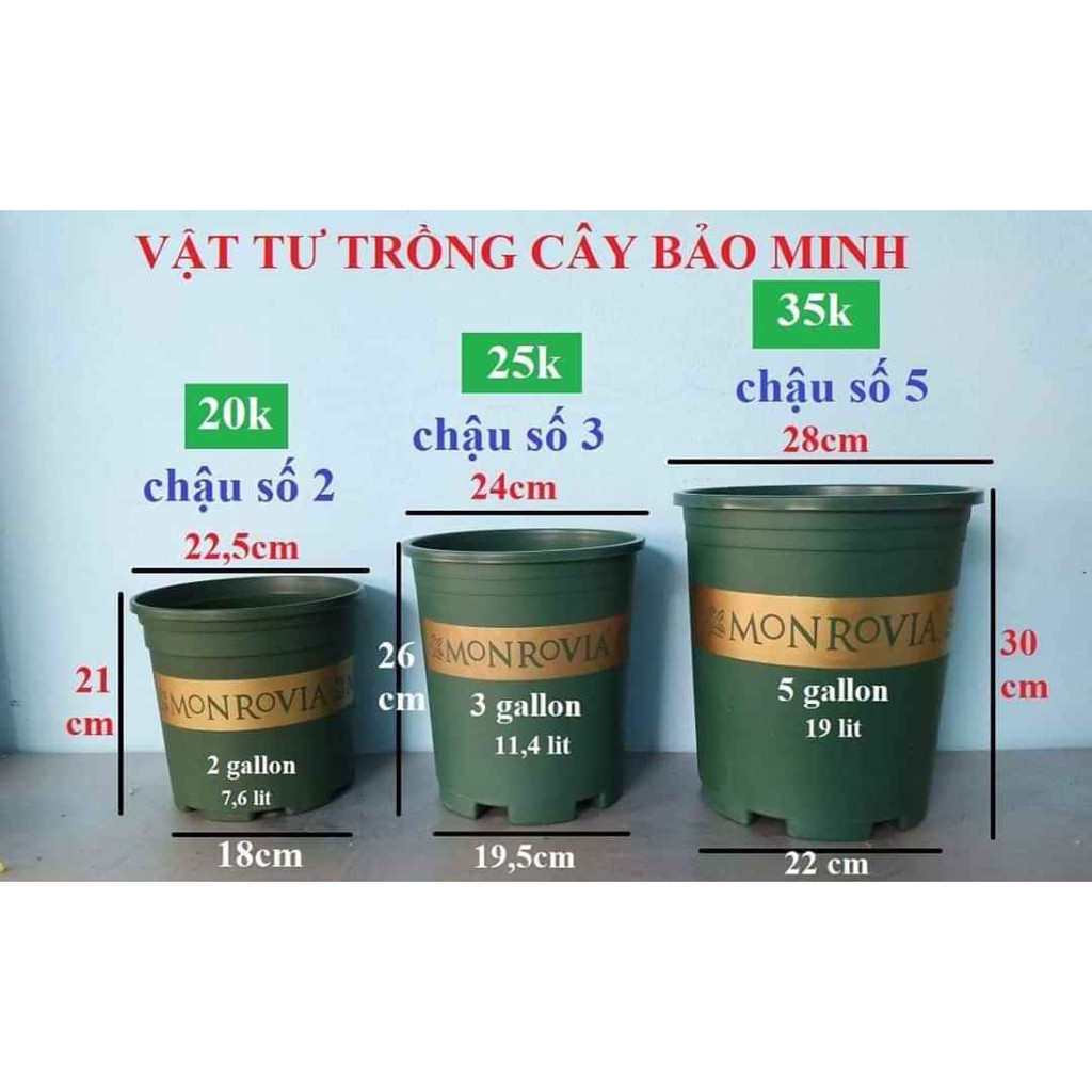{VIP}Combo 5 chậu 5gallon MONROVIA siêu đẹp