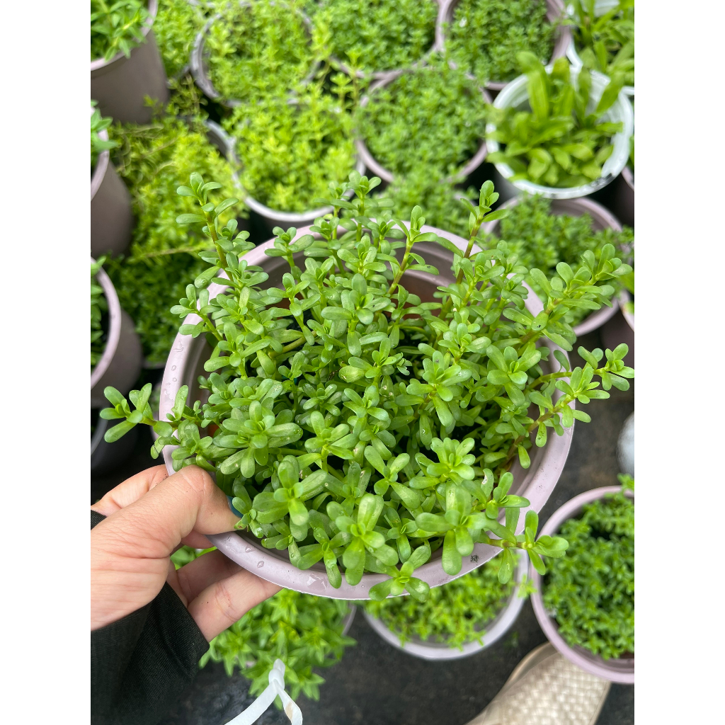 Chậu cây rau đắng miền Tây size nhỏ