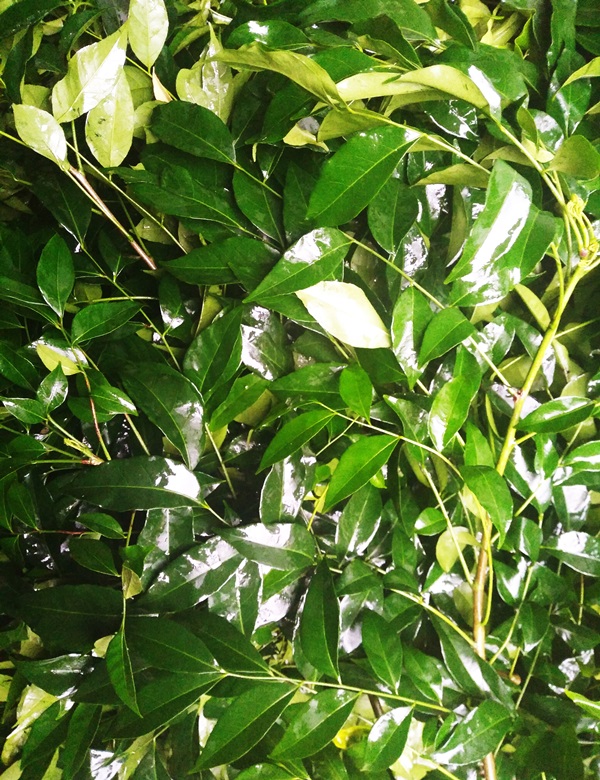 2 Cây Mắc Mật( MÓc Mật) Cao Trên 60cm
