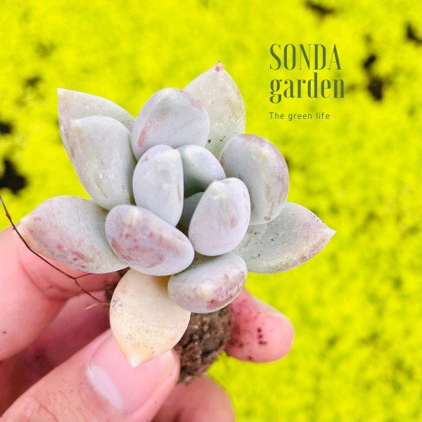 SEN ĐÁ SỎI XÁM SIZE MINI SIÊU KHỎE ĐẸP LỖI 1 ĐỔI 1