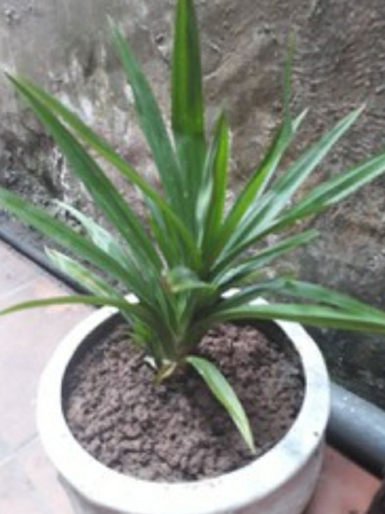 5 cây lá dứa