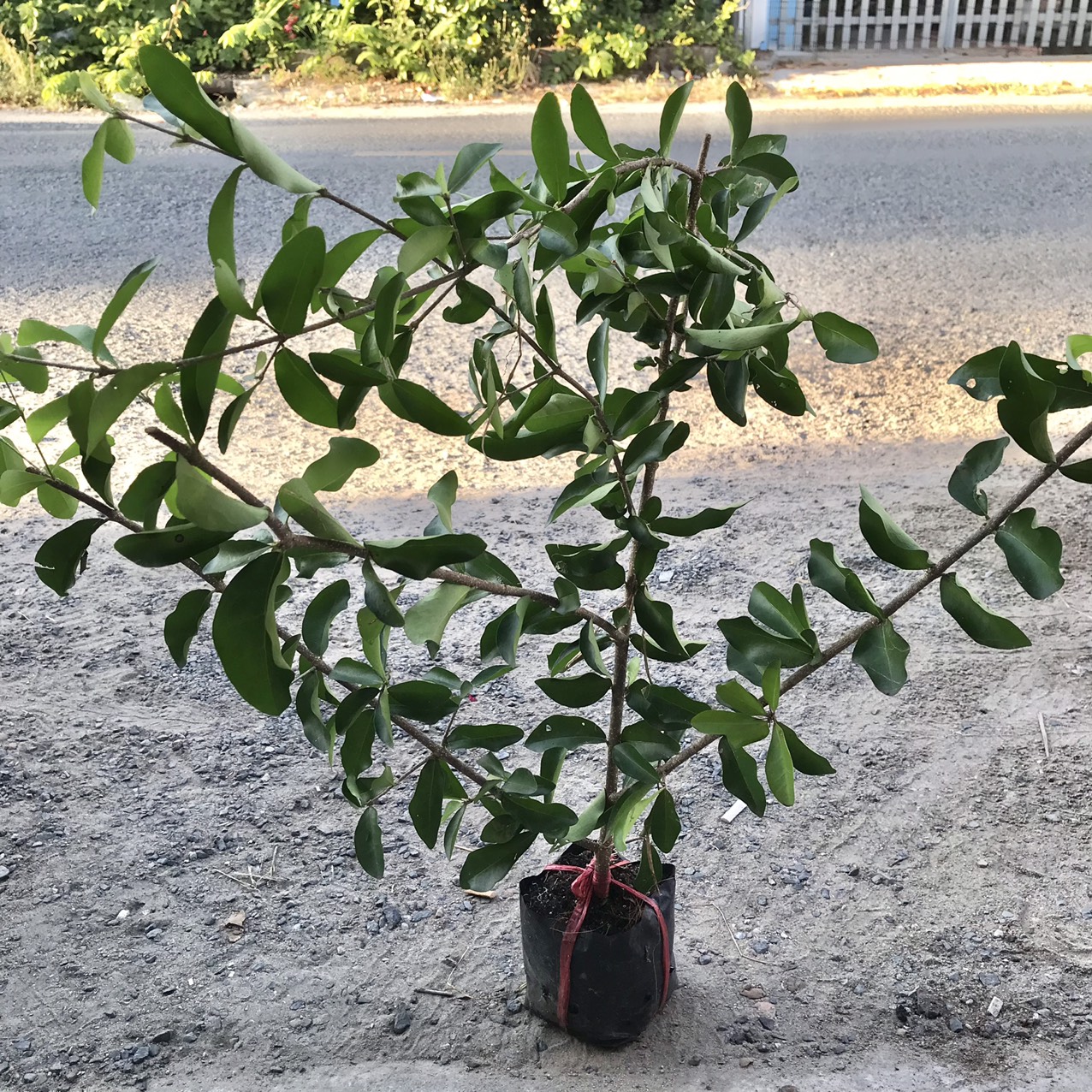 CÂY GIỐNG SƠ RI NGỌT - CÂY SƠ RI
