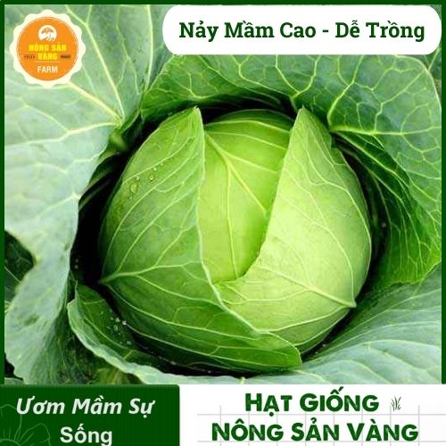 Cabbage seed Black Tiger heat resistant high germination, easy care, rich nutritional value -shallow gold