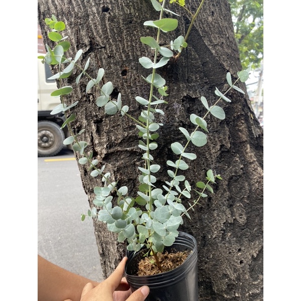 Cây Khuynh Diệp - Bạch Đàn