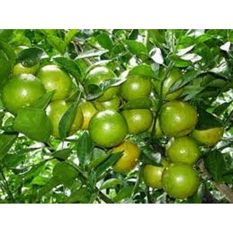Cây giống chanh tứ quý quả chùm ra quả quanh năm