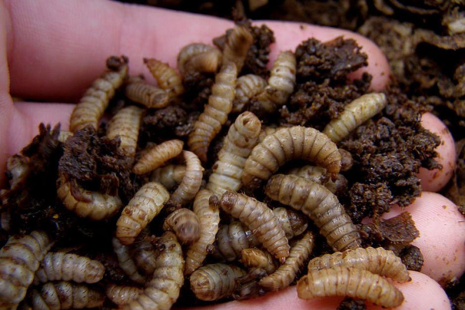 Trứng ruồi lính đen 60k/  hộp 10g