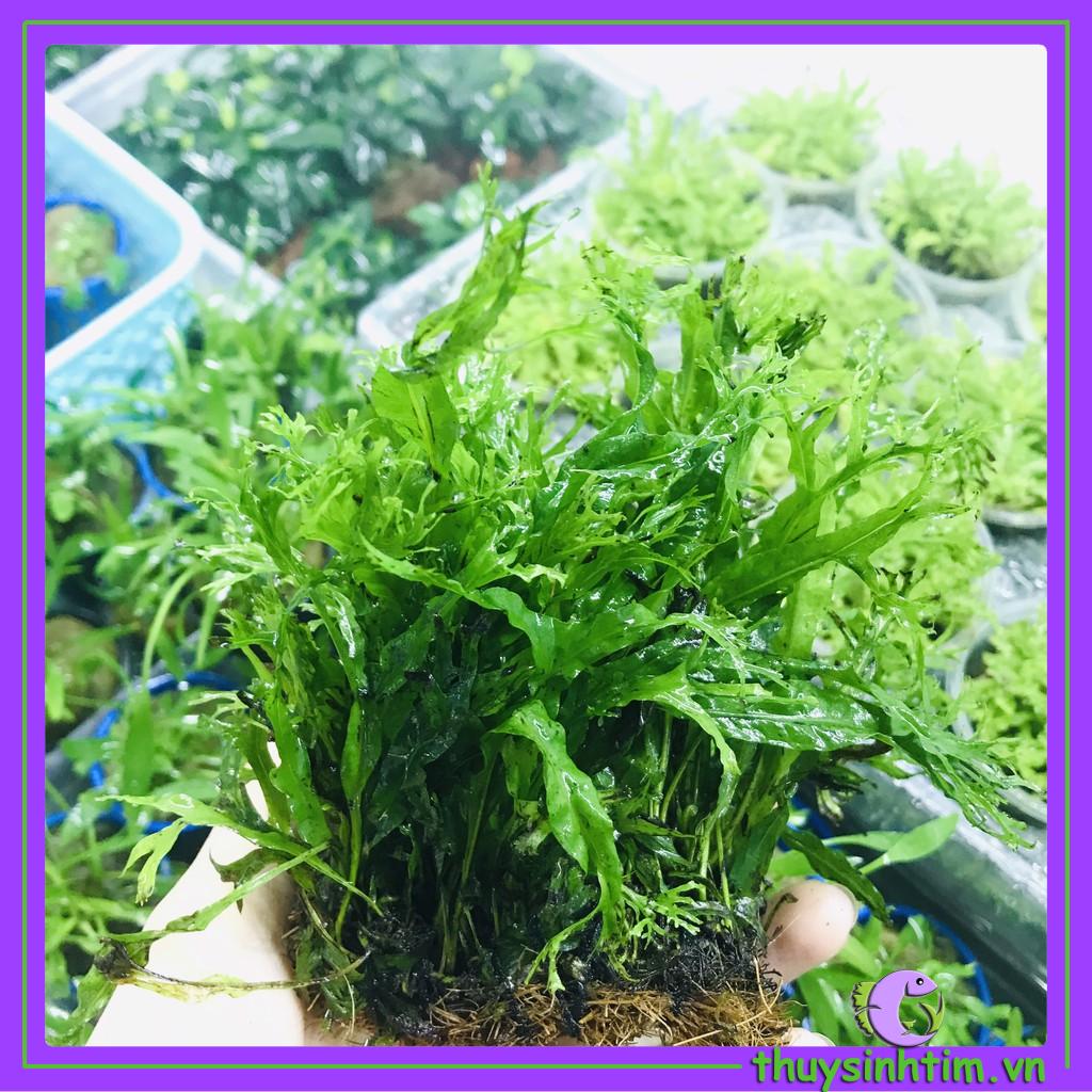 Dương Xỉ Sừng Hươu - Cây Thủy Sinh