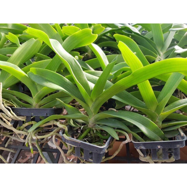 Hoa lan ngọc điểm cây trưởng thành