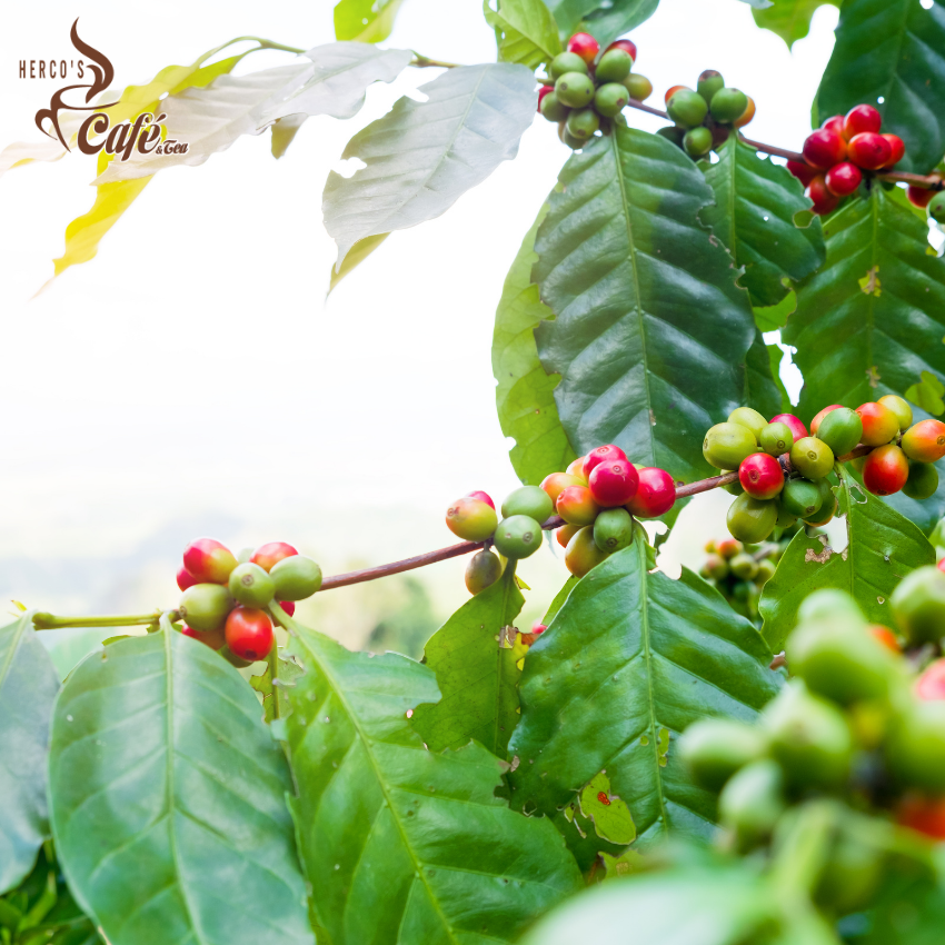 [FREE SHIP] 1KG Cà phê MIX HERCO CT2 (100% cà phê hạt rang xay mộc nguyên chất) xay dùng pha phin - cafe pha máy