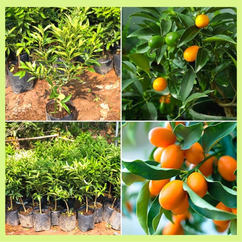 cây giống QUẤT NGỌT  (tắc ngọt ) thái lan