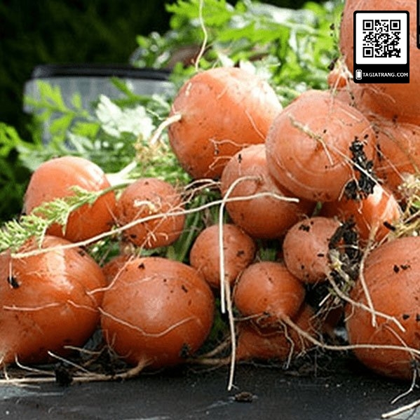 Hạt giống cà rốt củ tròn - Gói 1g