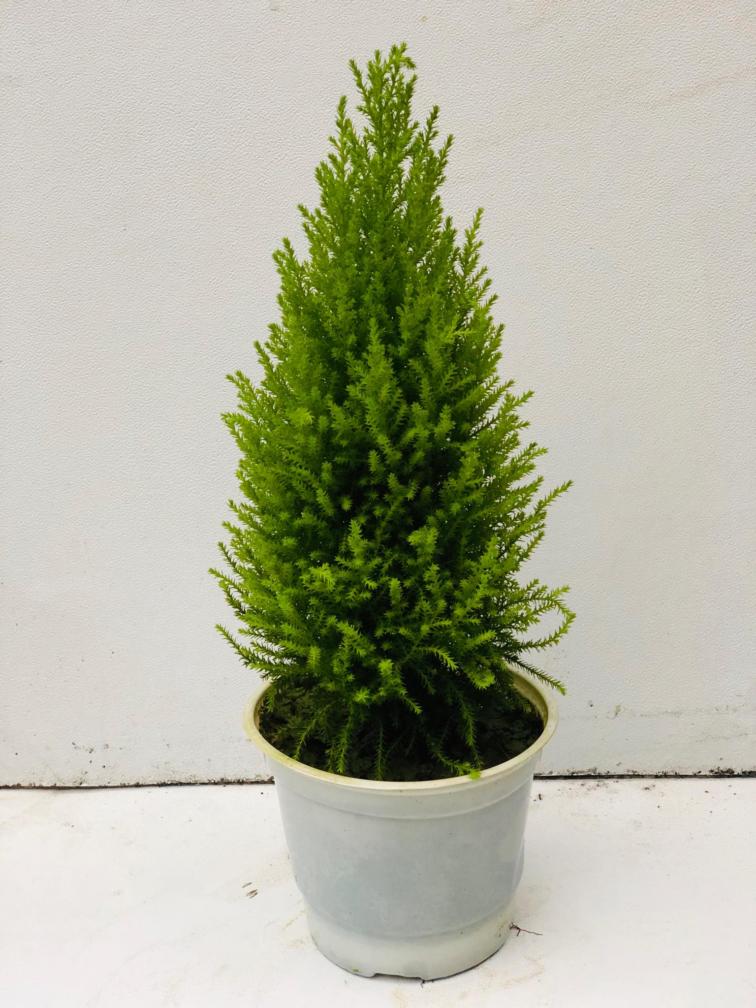 Cây tùng thơm noen (cao 50 cm)