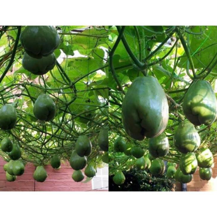 Quả su su giống(quả to đại)