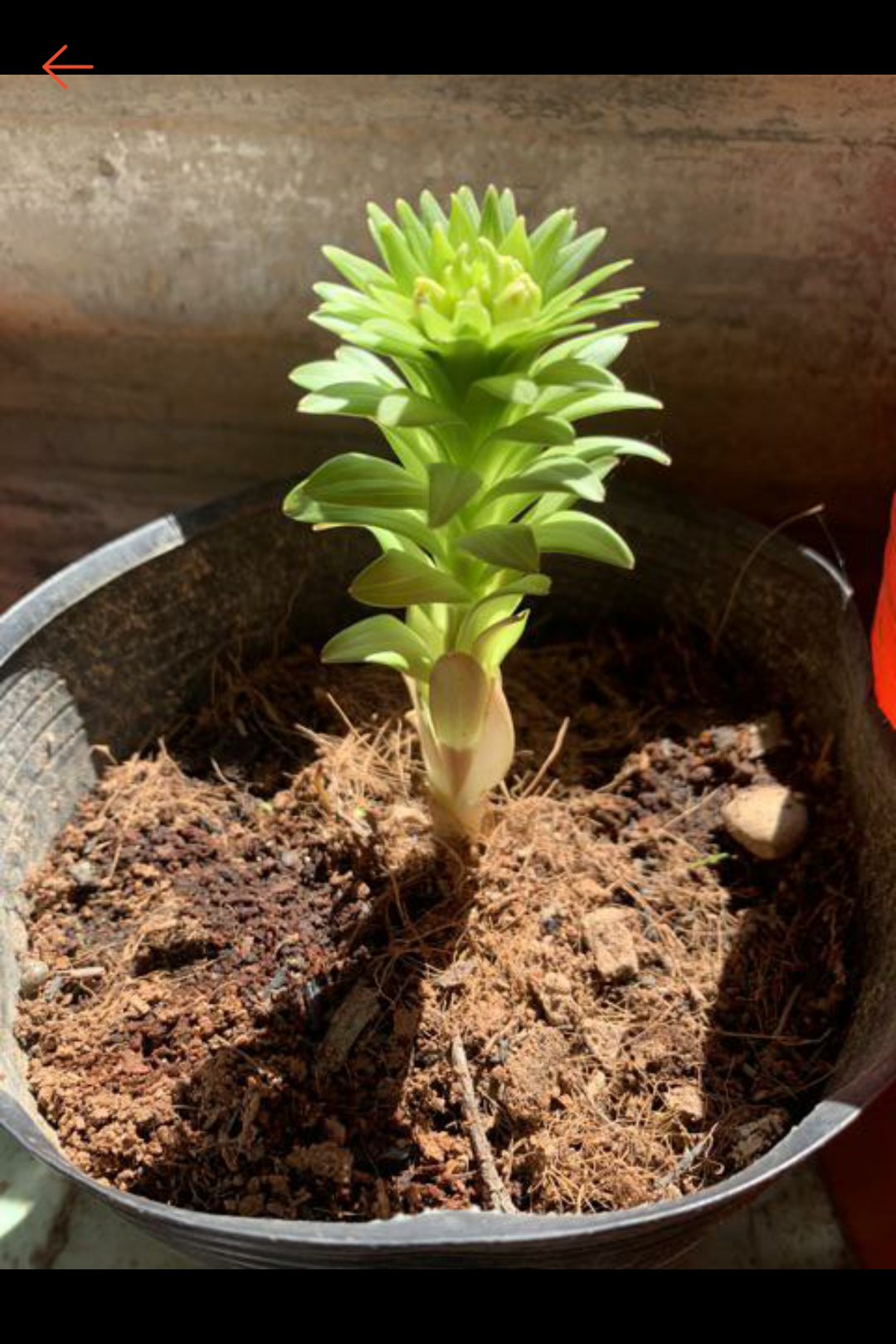 Bộ 3 củ giống hoa ly hoa màu trắng
