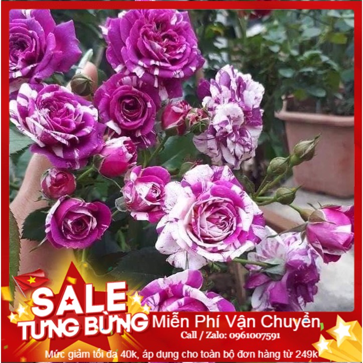 Hạt giống hoa hồng bảy màu - 10 hạt