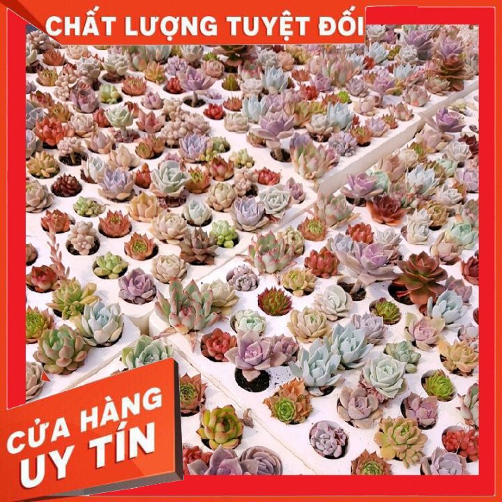sen đá mini (size vỉ 3-5cm) hàng vip liên đài, cánh đều