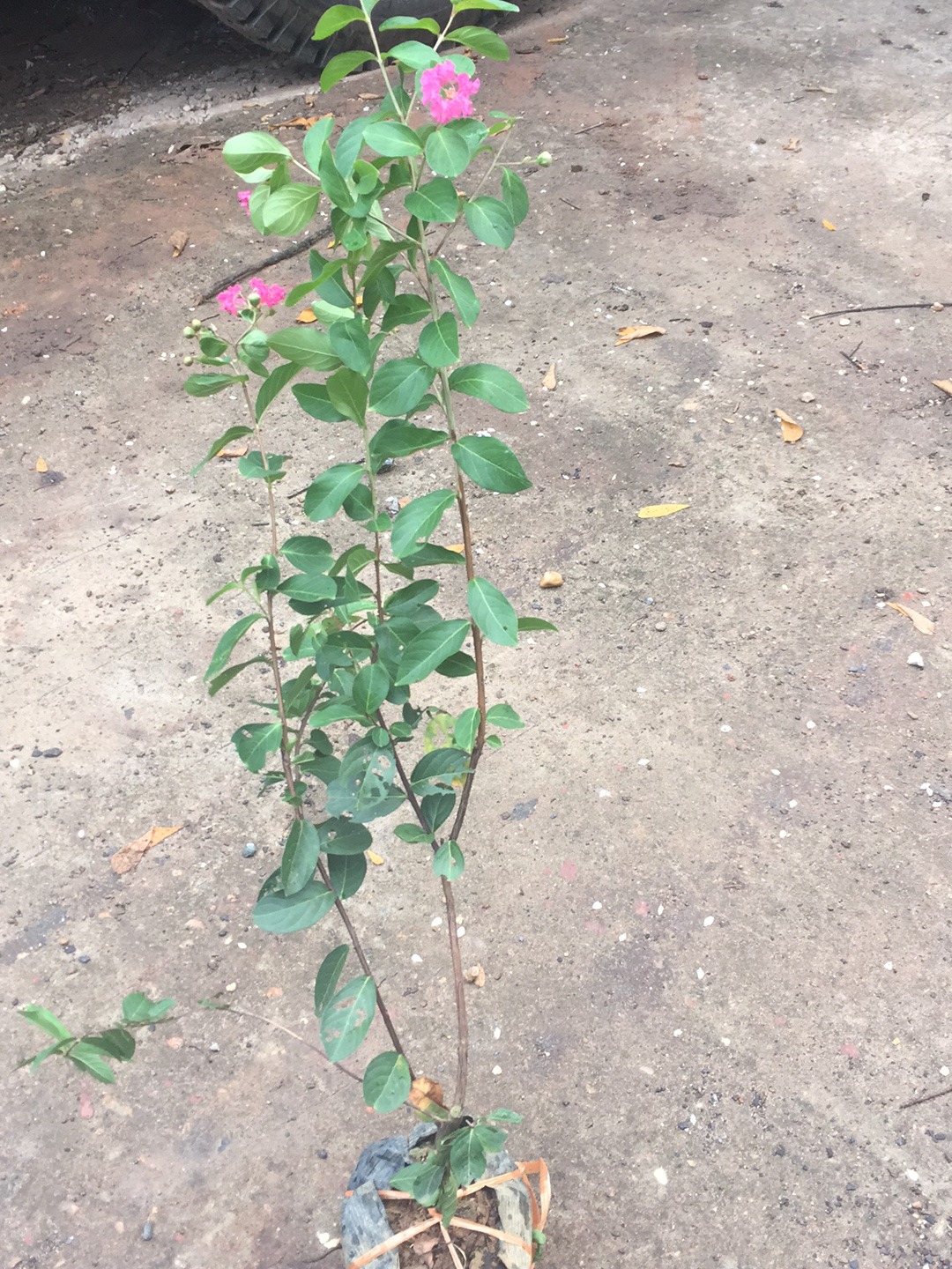 cây hoa tường vi size lớn