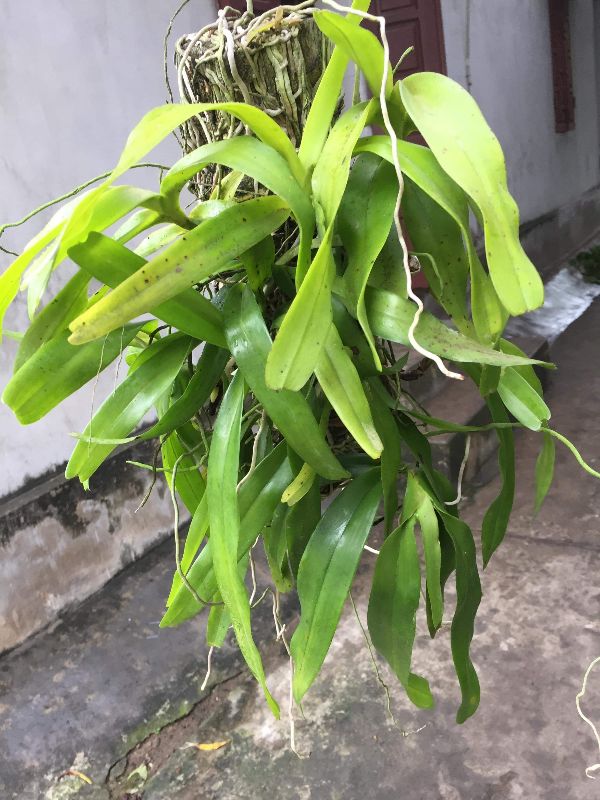 Lan giáng hương tam bảo sắc