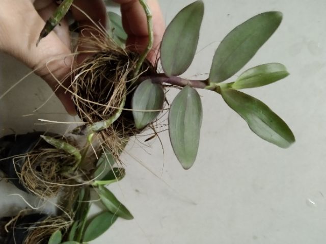 Phi điệp Châu Như gieo hạt