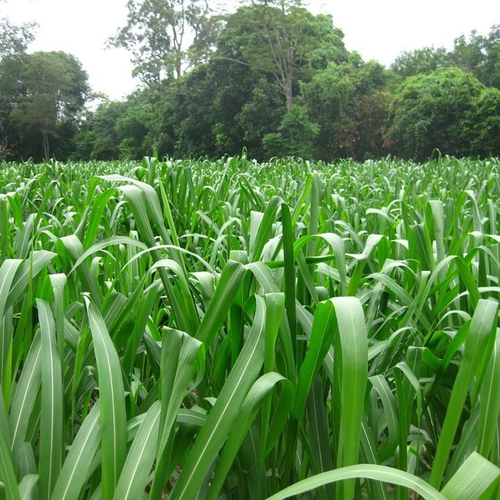 Cỏ sả lá lớn ghine gói 100gr