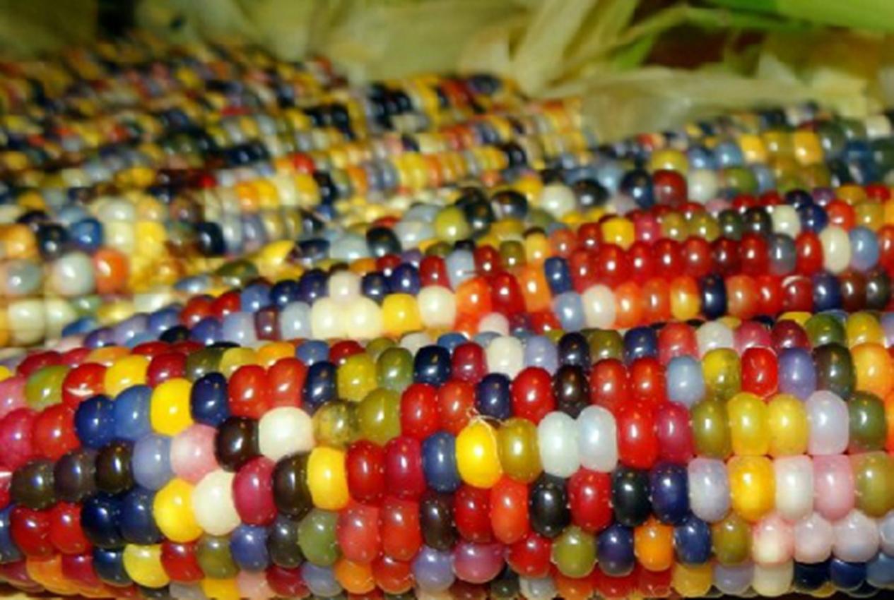 Hạt giống Ngô cầu vồng