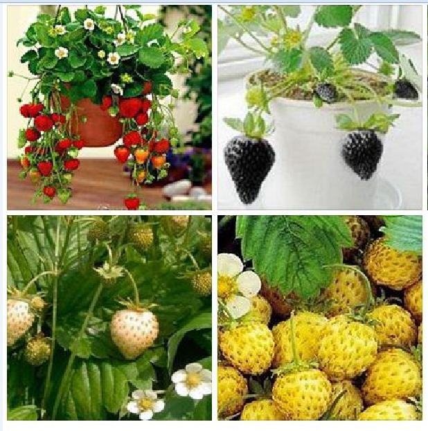 Combo 4 gói hạt dâu tây (đỏ +trắng + vàng + đen ) kèm gói kích thích hạt nảy mầm