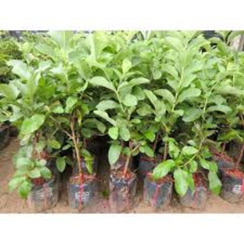 CÂY ỔI KHÔNG HẠT