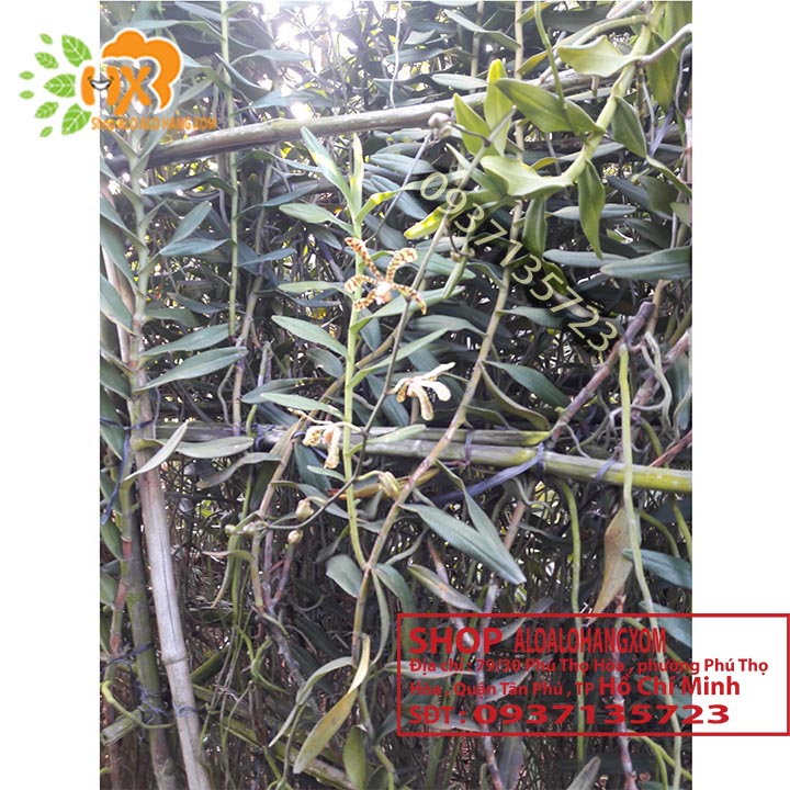 [HCM]COMBO 10 CÂY LAN BÒ CẠP RẰN CON
