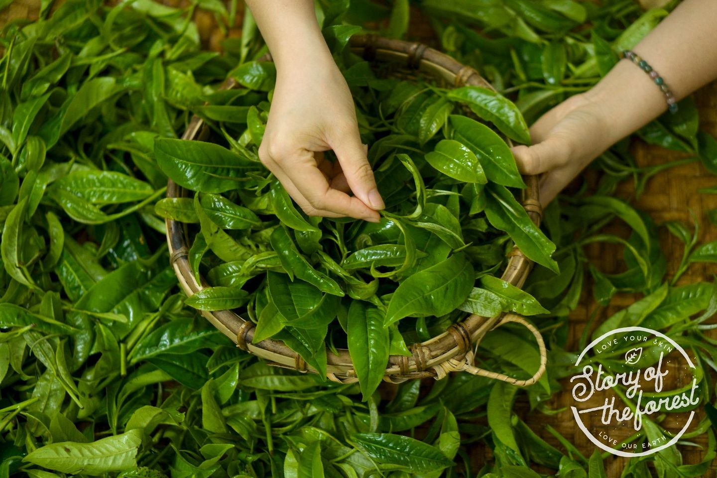 MASK TRÀ SHAN [STORY OF THE FOREST]