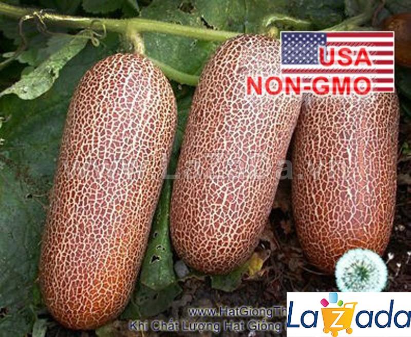 5h Hạt Giống Dưa Chuột Chịu Nhiệt Puneri