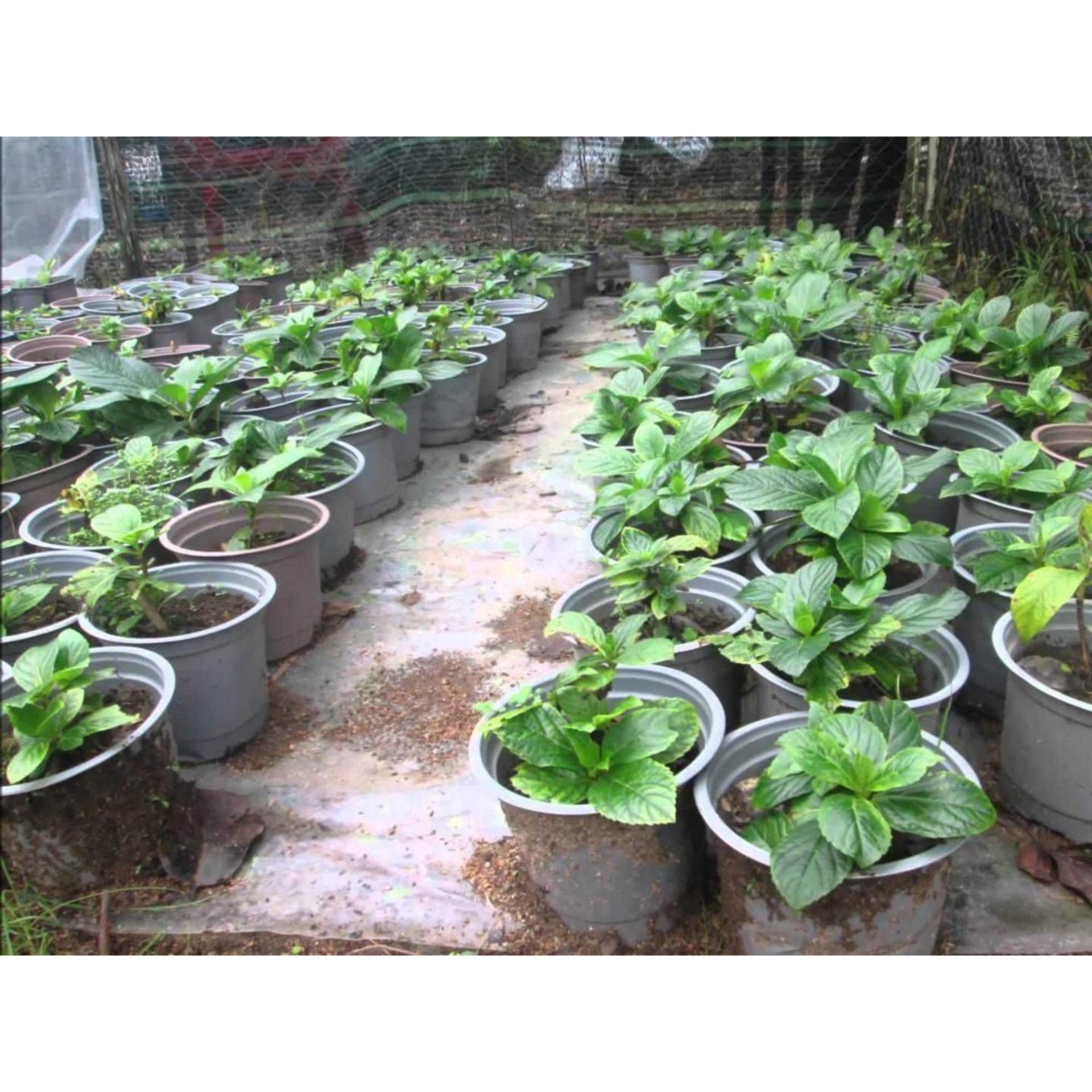 10 Hạt giống Cẩm tú cầu mix (tặng Kích nẩy mầm, Hướng dẫn ươm)