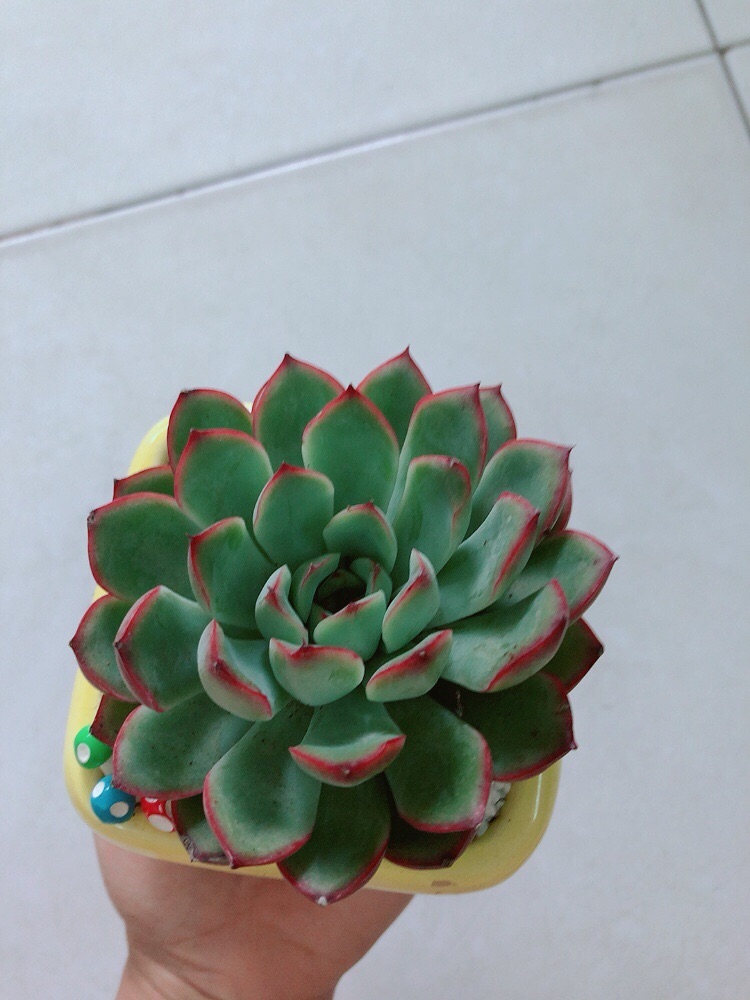 Chậu sen viền hồng