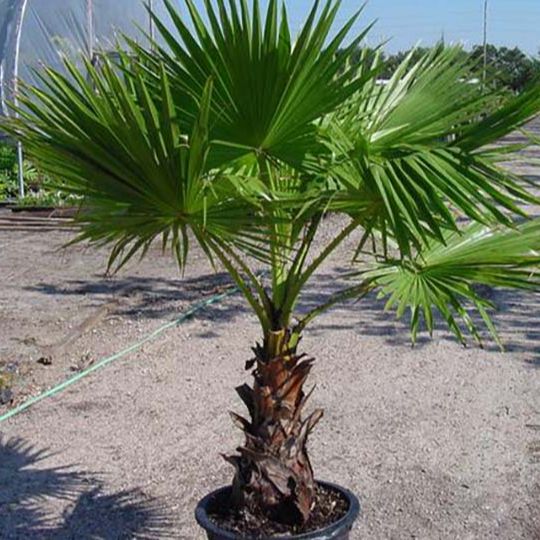 Hạt giống cây cọ mỹ ( Pritchardia filifera ) - gói 3 hạt