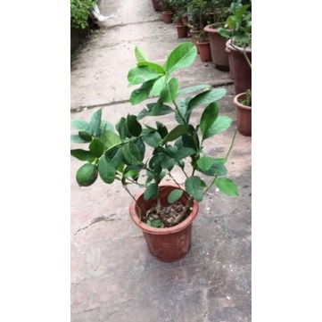 Cây Giống Chanh Vàng Eureka ( cây tốt)