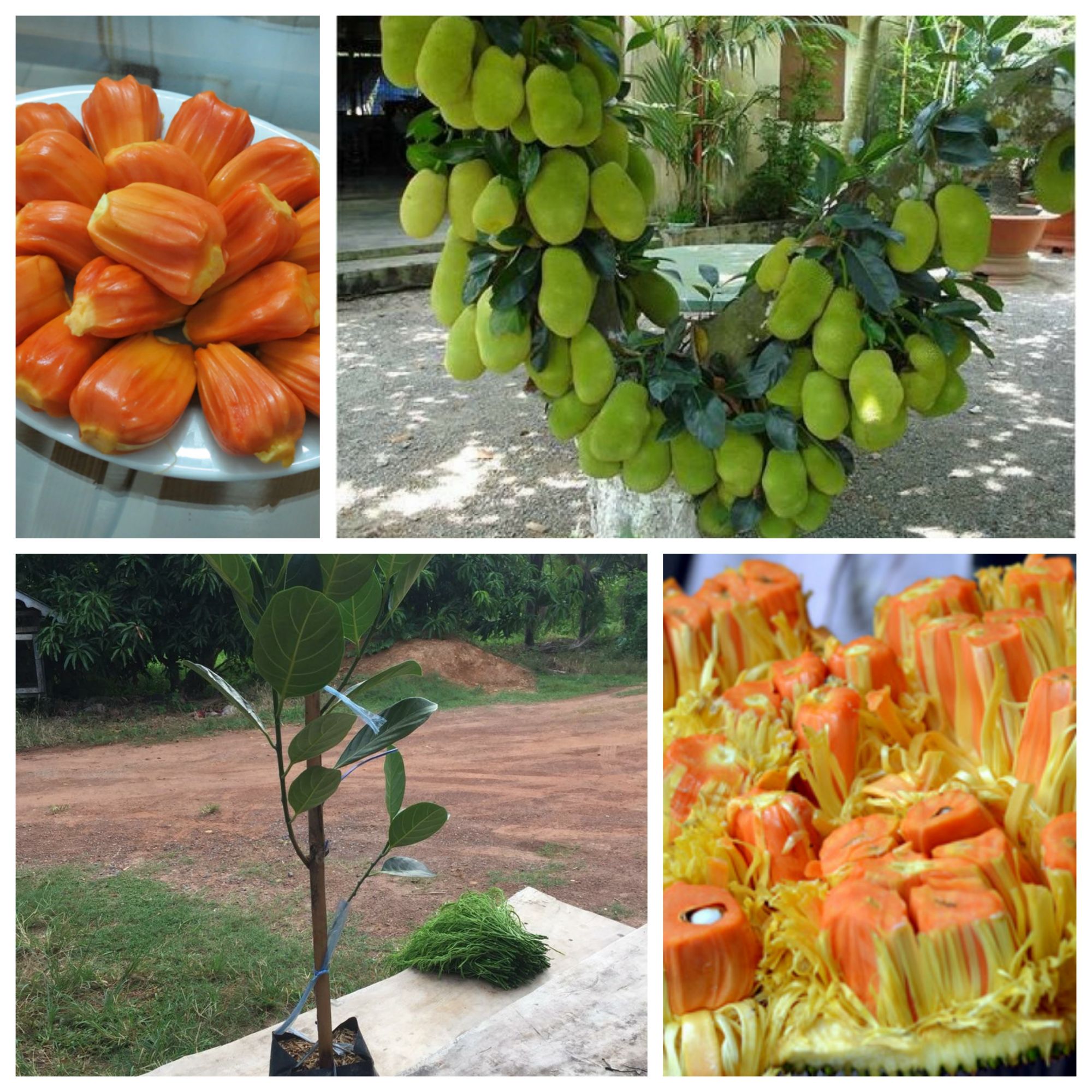 Cây giống mít ruột đỏ (trái sớm)