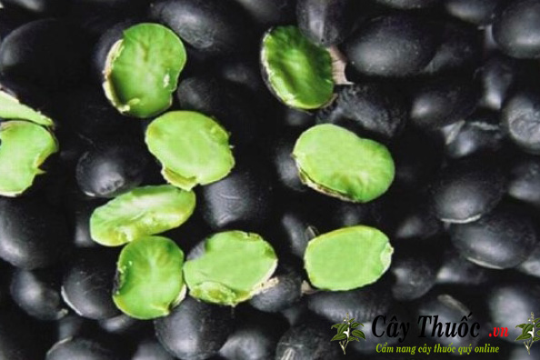 Nhà trồng đậu đen xanh lòng chuyên nghiệp sẽ đảm bảo về chất lượng sản phẩm cũng như giá cả hợp lý. Hãy cùng xem hình ảnh để biết thêm về quy trình trồng trọt và sản xuất đậu đen xanh lòng.