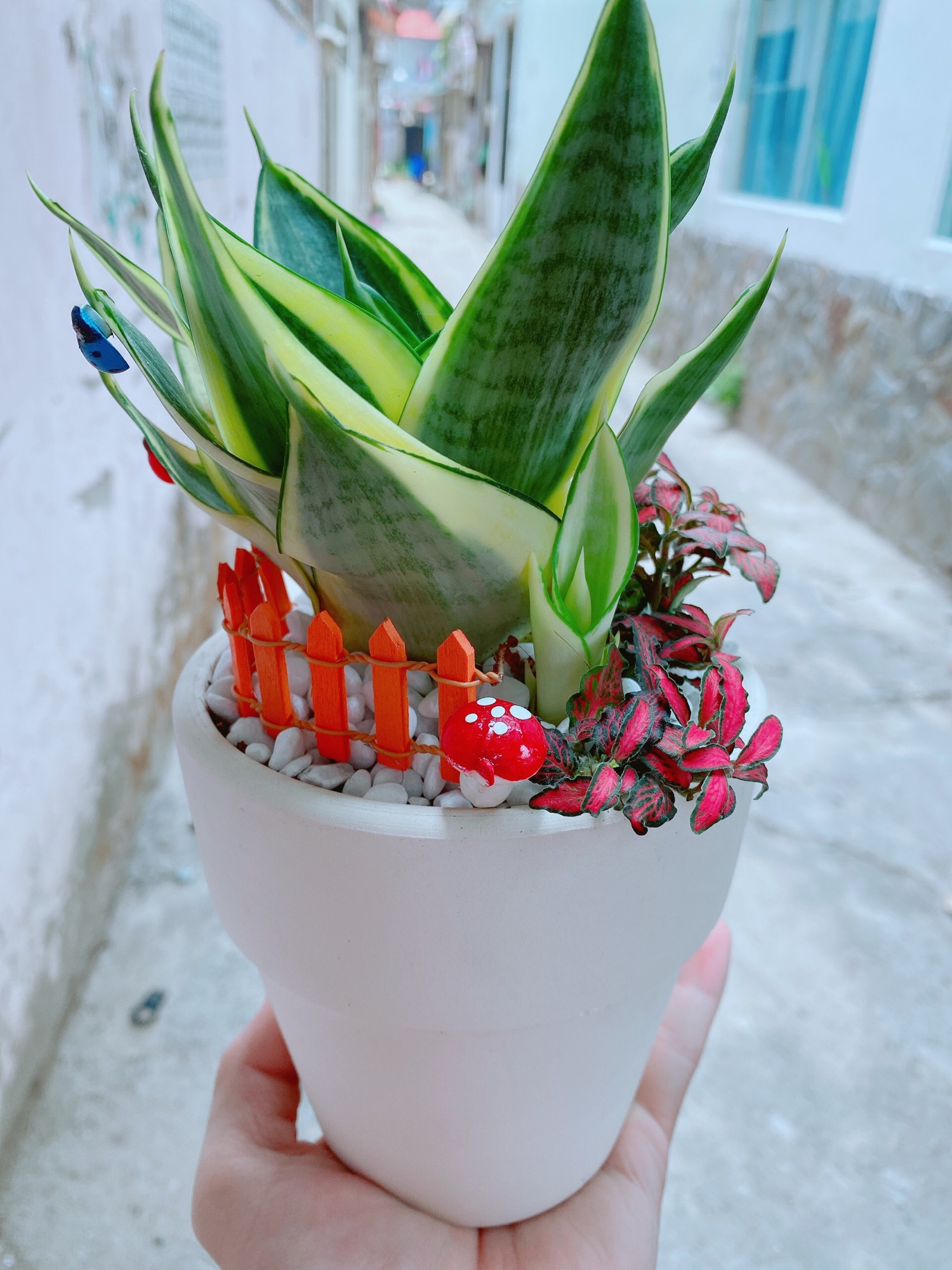 [HCM]Chậu lưỡi hổ thái kèm lá cẩm nhung