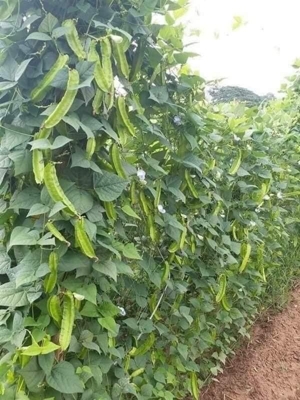 20GR/GÓI Hạt giống đâu rồng ( đâu khế) siêu trái