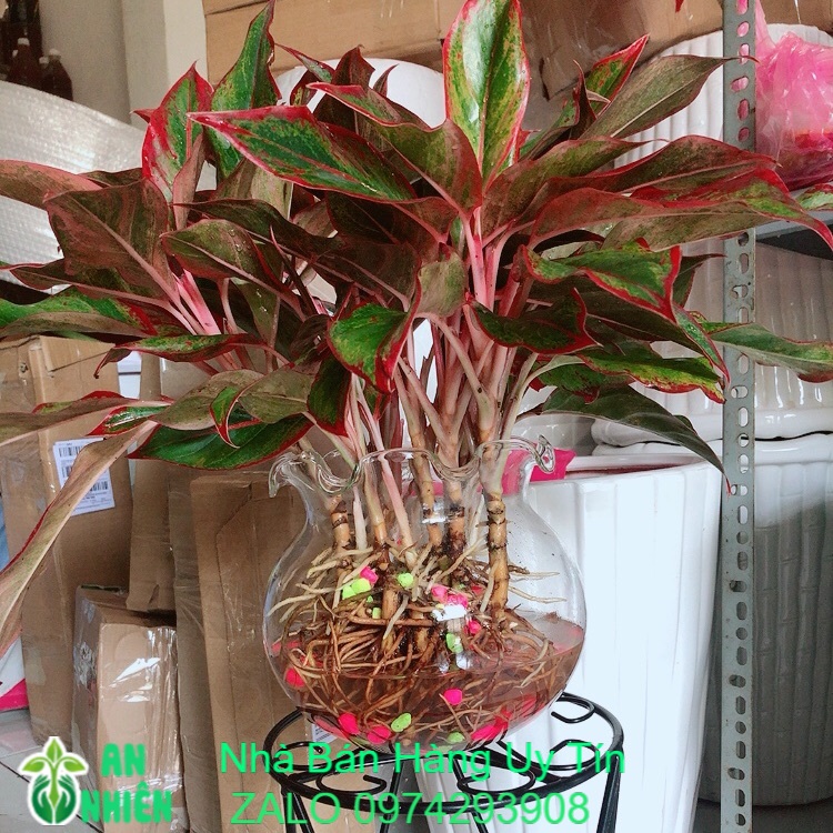 [HCM]Chậu Phú Quý Thuỷ Sinh (cao 40cm tán rộng 40cm)